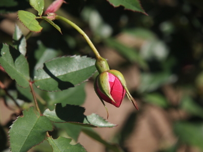 [A rosebud hanging downward. What will be the green underside of the bloom is just starting to peel away from the red bud which is still closed enough to create a point at the tip of the bud. Green serated-edged leaves are visible beside the bloom from a different section of the plant.]